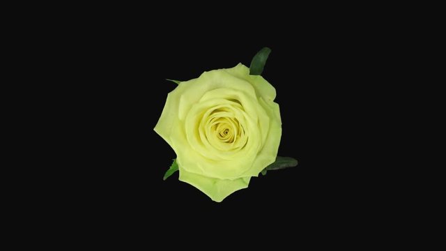 Time-lapse of opening green Jade rose 2x3 in PNG+ format with ALPHA transparency channel isolated on black background, top view
