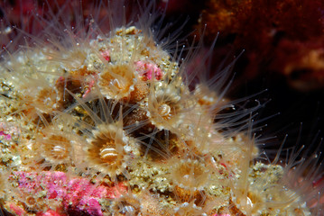 Epizoanthus arenaceus 846_070 2, pólipo, anémona