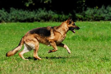 Deutscher Schäferhund rennt durch eine Wiese