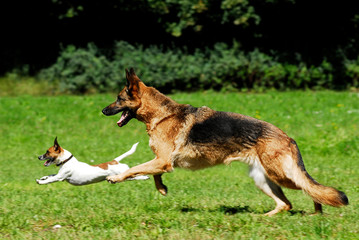 Zwei Hunde rennen in einer Wiese