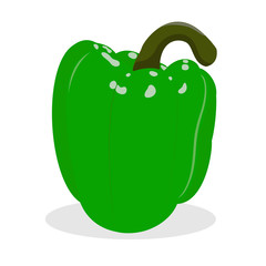Bell pepper. Vector illustration. Green pepper on white background