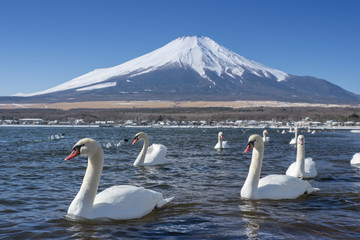 There are many swans in the mountain lake at Mount Fuji mountain. Japan