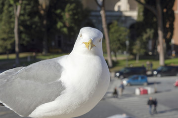 Seagull on the background of the street