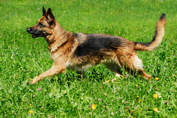Deutscher Schäferhund trabt durch eine WIese