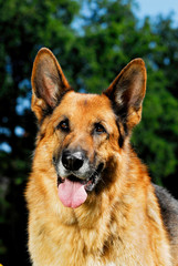 Deutscher Schäferhund