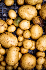 Raw organic potatoes