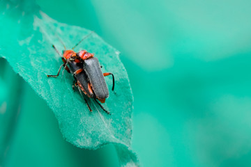 Two common red soldier bug with black dots beetles mating on a leaf.