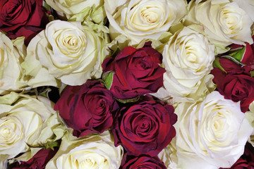 red and white roses.