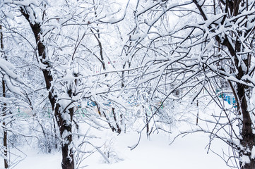 Winter in Moscow. Snow covered trees in the city. The view from the window during a heavy snowfall