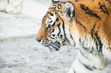 Fototapeta na wymiar Tiger 3