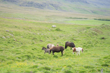 Landschaft mit Pferden in Nord-Island