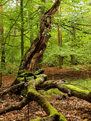 Darßer Weststrand, Nationalpark Vorpommersche Boddenlandschaft, Mecklenburg Vorpommern, Deutschland