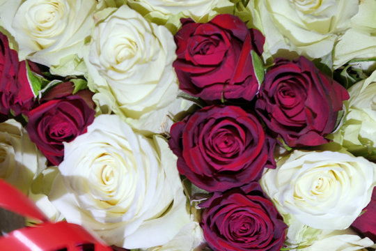 red and white roses.