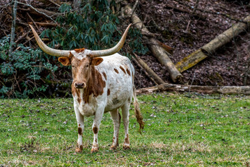 Texas Long Horns - 61