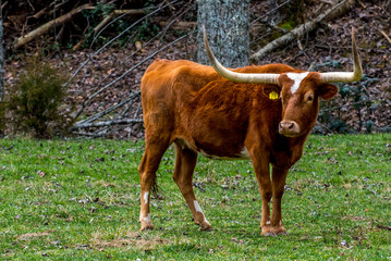 Texas Long Horns - 60