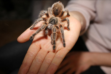 rosa Vogelspinne auf einer Frauenhand