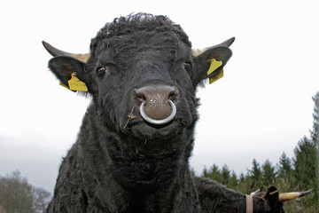 schwarzer Stier mit Ring durch die Nase, Dexter Rind