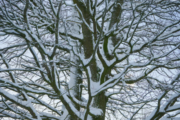 Obraz premium Trees covered with hoarfrost and snow