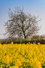 A Canola Field