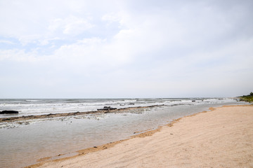 Coast of the sea after a storm. Thrown the trees ashore