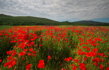 Spring flowers in field. Beautiful landscape. Composition of nature