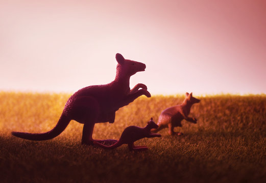 Three kangaroos on the meadow on sunset background.