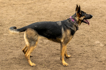 Shepherd 3