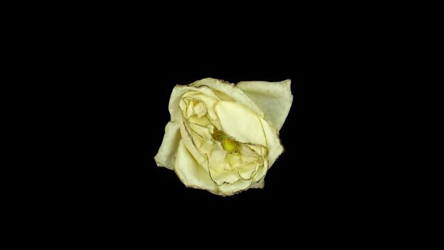 Time-lapse of dying white rose 2a3 in Digital Cinema Imaging 2K PNG+ format with ALPHA transparency channel isolated on black background.
