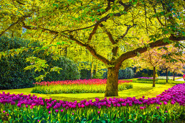 Tree and tulip flowers in spring garden. Keukenhof, Netherlands, Europe.