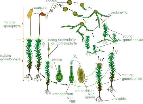Moss Life Cycle. Diagram of Life Cycle of Common Haircap Moss Polytrichum Commun