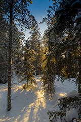 Winter woodland, fir at sunset