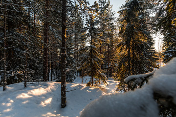 Fir tree during winter during sunset in Skelleftea, Sweden
