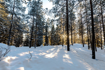 Winter wood, Cold fir tree