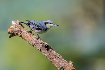 Chestnut-vented Nuthatch or Sitta nagaensis, beautiful bird perching on branch with green background in Doi Ang khang, Thailand.