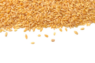 wheat grains isolated on white background. top view