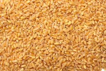 wheat grains isolated on white background. top view