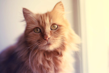 Obraz premium Ginger cat