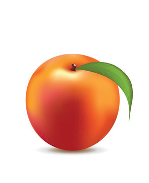 Peach on white background, vector