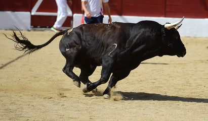 bull