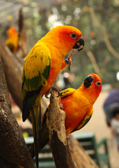 ara parrots couple sit on tree branch close up photo