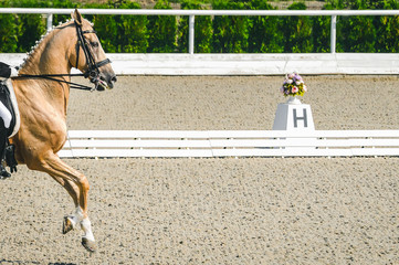 Elegant rider woman and horse. Beautiful girl at advanced dressage test on equestrian competition....