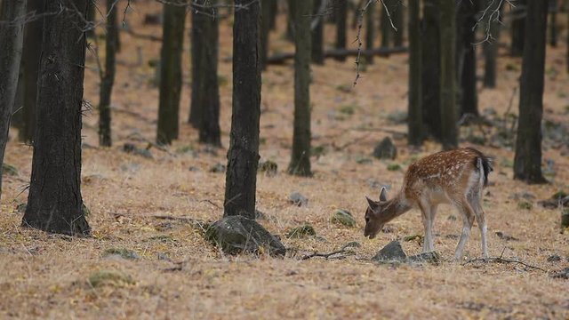 young deer is eating in the forest