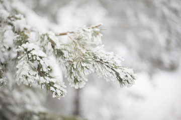 trees with snow in the mountains of Madrid