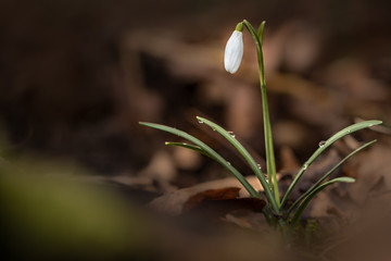 Beautiful Snowdrop flower already up! Spring seem to start very early this year. Single isolated snowdrop flower covered with water drops..