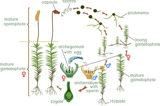Moss life cycle. Diagram of a life cycle of a Common haircap moss (Polytrichum commune)