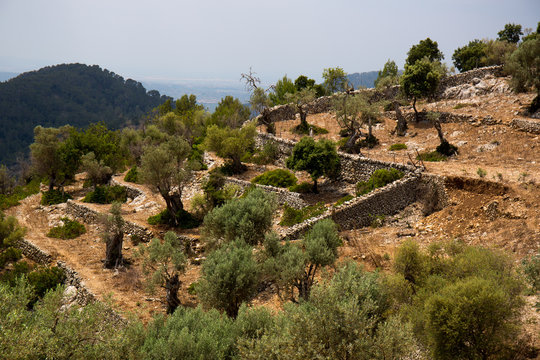 Olivenbaumkultur in Alarò auf Mallorca