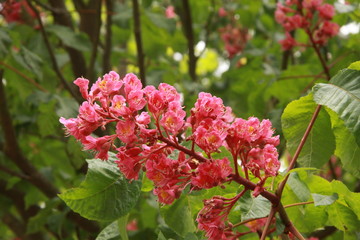 Flores rosas en rama de árbol.