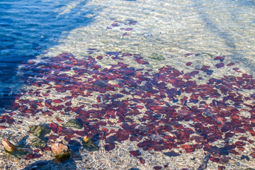 Herbst Blätter im klaren Wasser - Königssee
