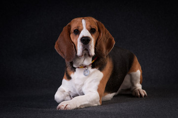 Beagle in studio portrait