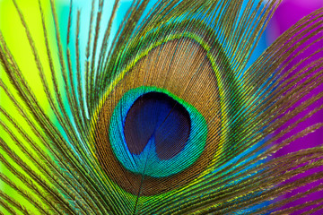Peacock color feather